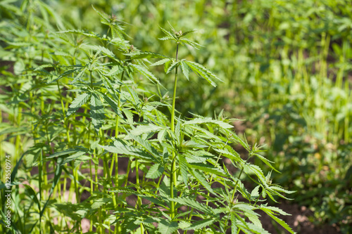 Field of hemp Cannabis Sativa
