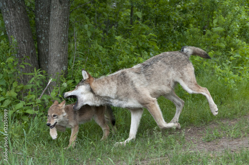 Adult gray wolf nipping pup for discipline; Minnesota; (Canis lupus);