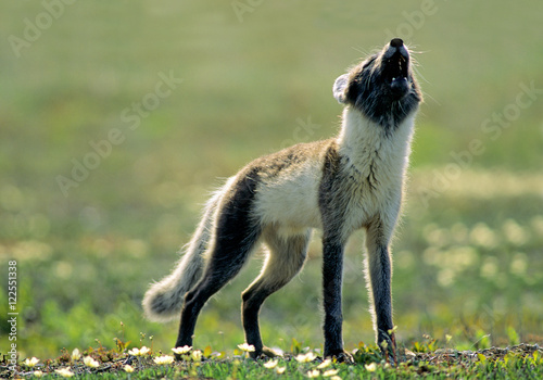 Adult arctic fox (Alopex lagopus) in summer pelage  yelping a warning, Arctic Canada.