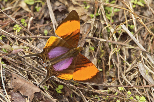 A butterfly in the Milpe reserve in northwest Ecuador. photo