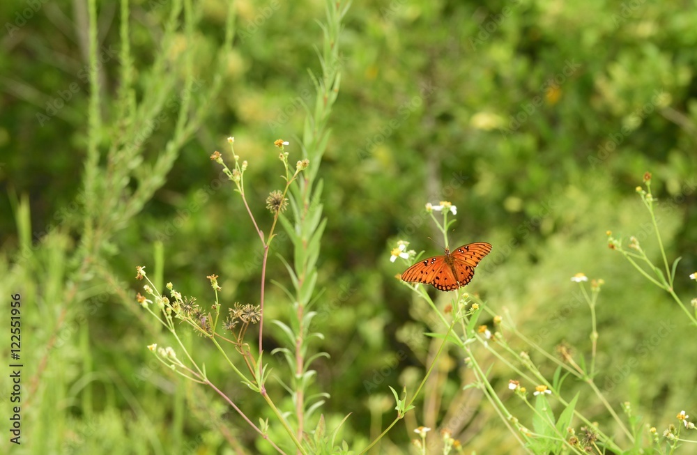 Beautiful gulf fritillary butterfly resting on a wild flower. Beautiful gulf fritillary butterfly resting on a wild flower.