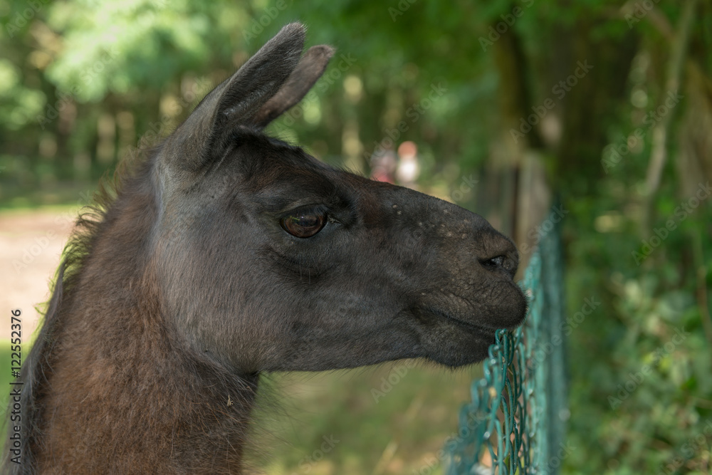 llama in a meadow near the fence