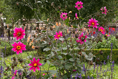 Принти на полотні group of dahlias in park
