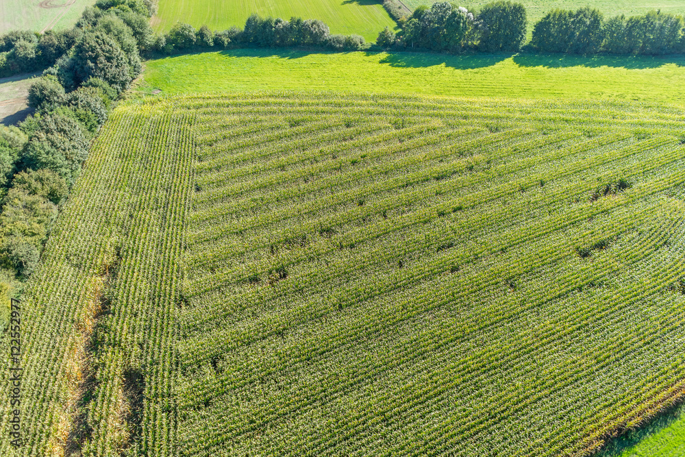 Luftbild von einem Maisfeld