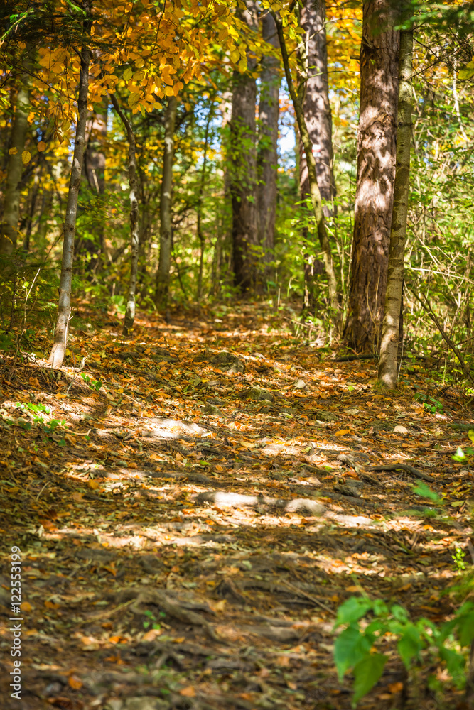 Autumn forest landscape-yellowed autumn trees and fallen autumn Autumn forest landscape-yellowed autumn trees and fallen autumn
