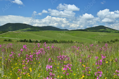 Springtime landscape of Zlatibor Mountain in Serbia, with pink and yellow wildflowers in a meadow and hills in background