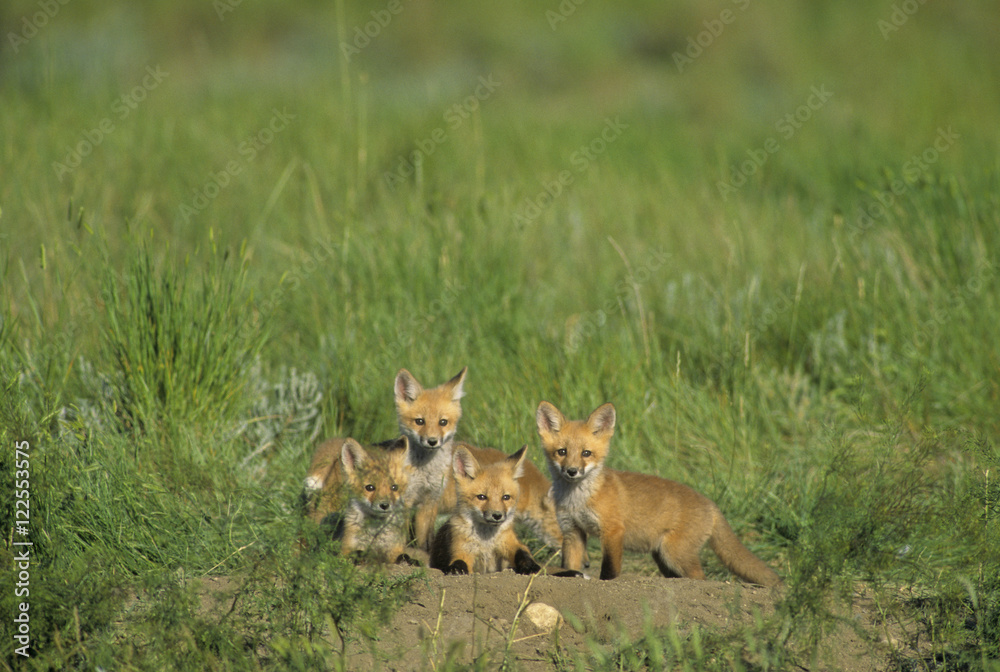 Red Fox (Vulpes vulpes) Kits will stay close to the den site while parents are away huning for food. Southern Sasketchewan, Canada.