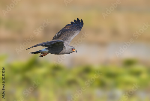 Snail Kite (Rostrhamus sociabilis) - West Lake Tohopekaliga, Kissimmee Florida photo
