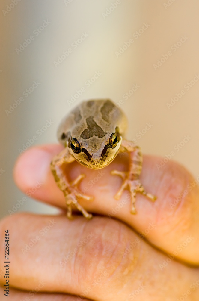 Obraz premium Frog on Finger