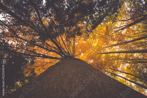 colorful tree branches in sunny forest, autumn natural backgroun photo