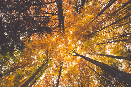 colorful tree branches in sunny forest, autumn natural backgroun photo