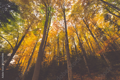 colorful tree branches in sunny forest, autumn natural backgroun photo