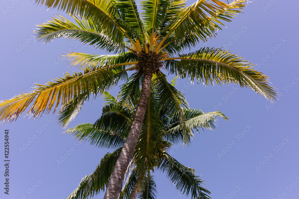 Palm tree in Cuba