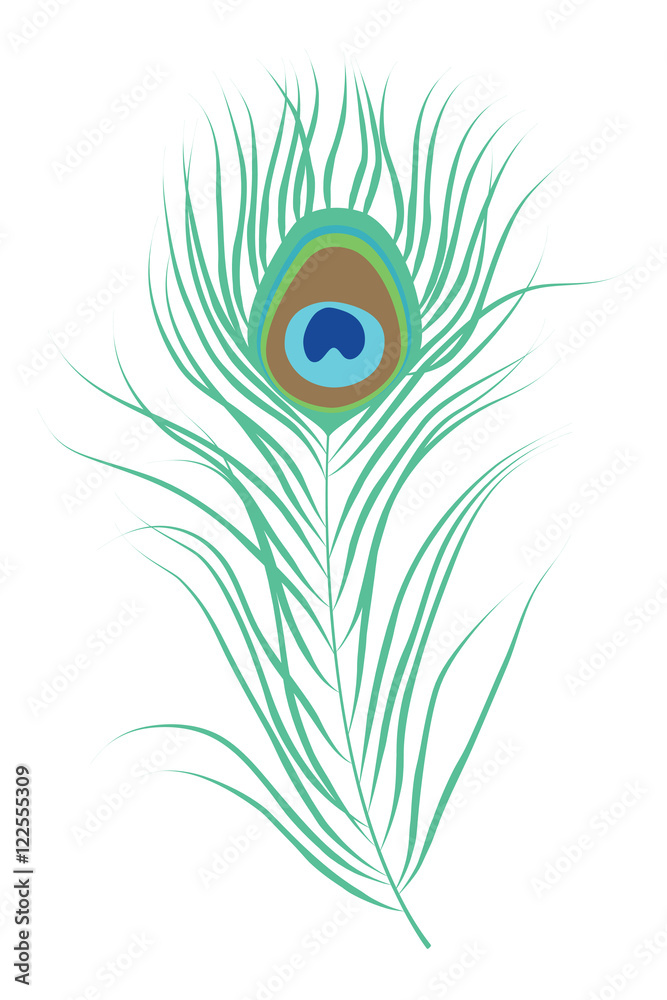 Obraz premium Peacock feather. Isolated vector illustration