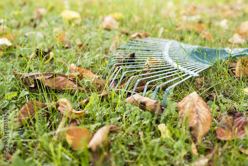 Close up of rake and fallen leaves with grass. Autumn concept