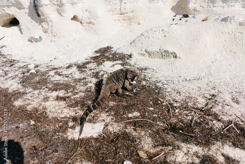 Marine iguana on the beach of Cayo Largo in Cuba