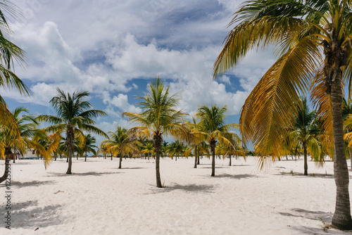 green palm trees growing right out of the white sand beach of Cayo Largo, Cuba © vladimir krupenkin