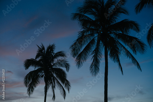Palm trees at dawn in Cuba
