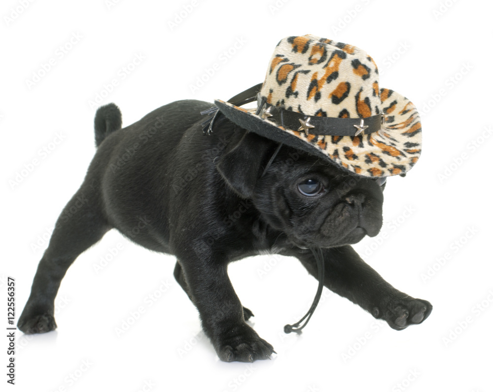 Obraz premium puppy black pug