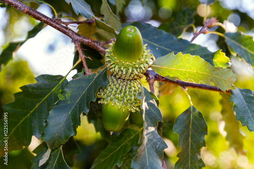 Big green acorns with shaggy cupule on a branch of the Austrian Oak