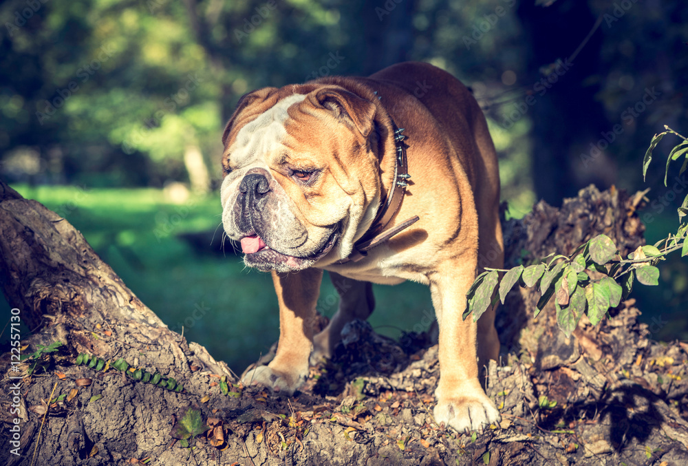 Fototapeta premium Huge English bulldog