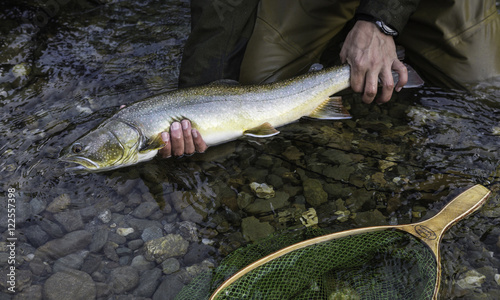 Fihserman with bull trout (Salvelinus confluentus), Mitchell River, Cariboo Mountains, British Columbia, Canada photo