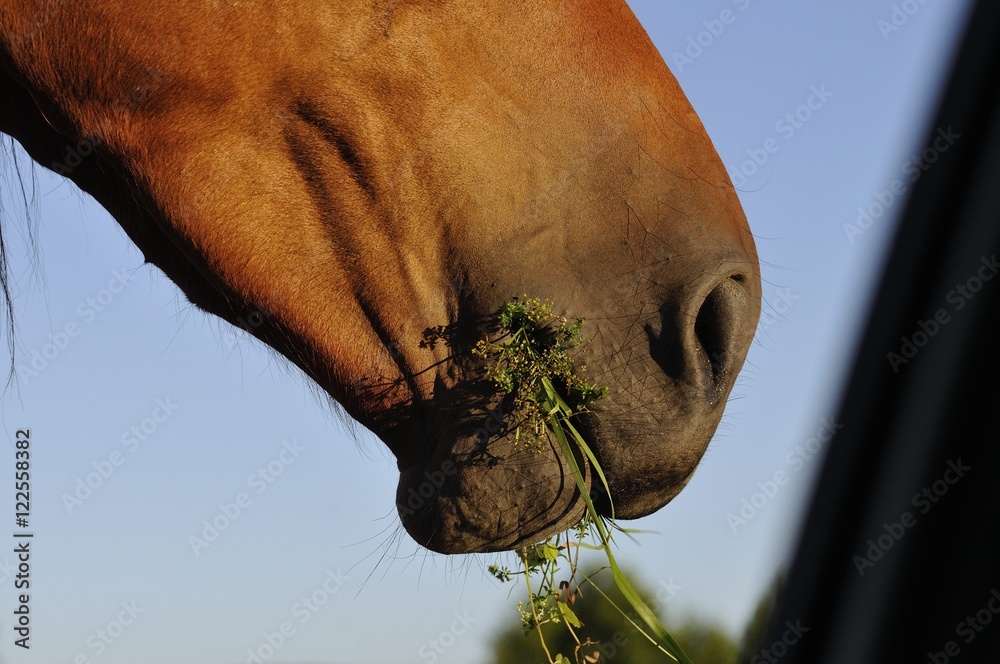 Obraz premium cheval nourriture et herbe fraiche du soir