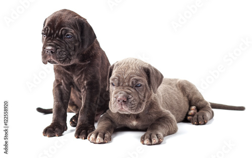 Two beautiful young puppies italian mastiff cane corso (1 month)