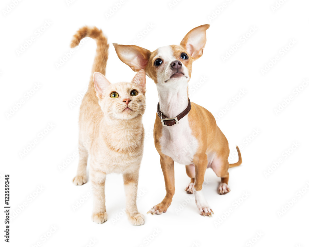 Chihuahua Dog and Young Orange Tabby Cat