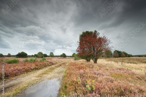 rowan tree and heather by ground road