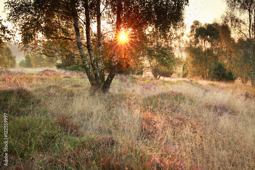 sunshine on meadow with birsh trees photo