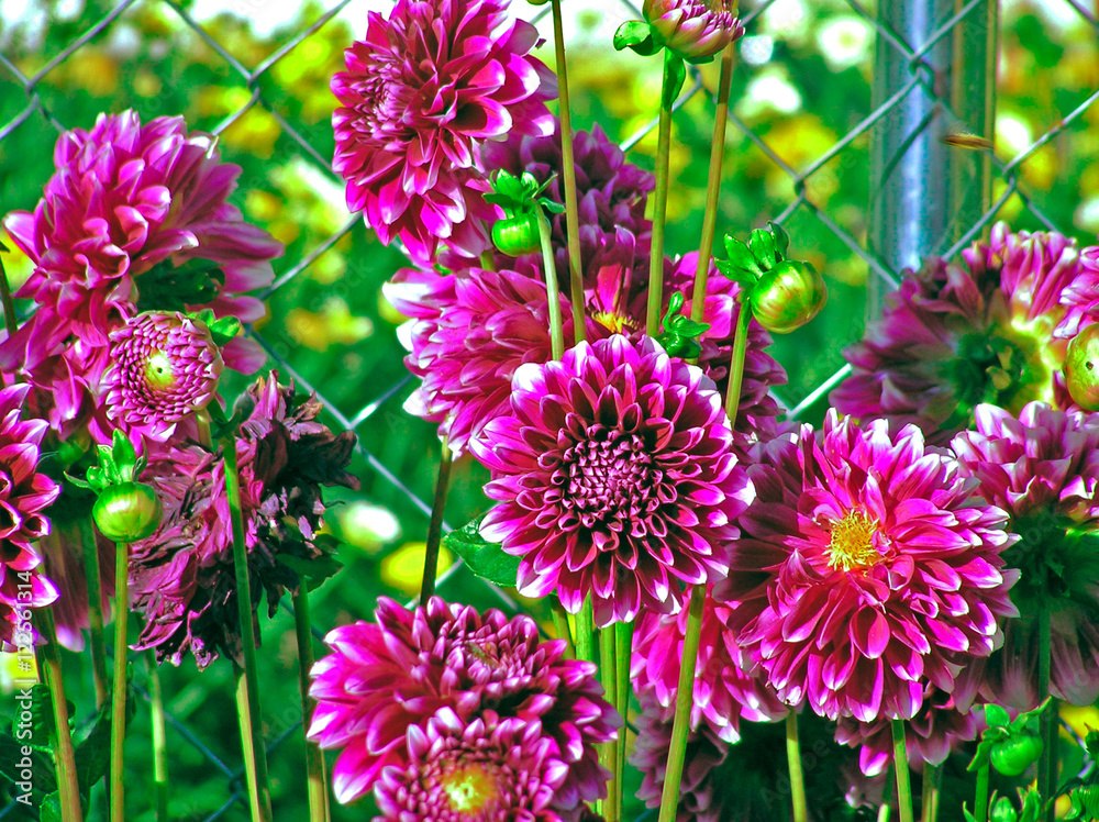 Dalias, flores moradas foto de Stock | Adobe Stock