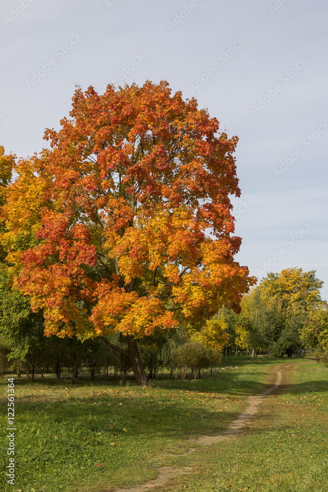 Naklejka premium Yellow foliage in the autumn park