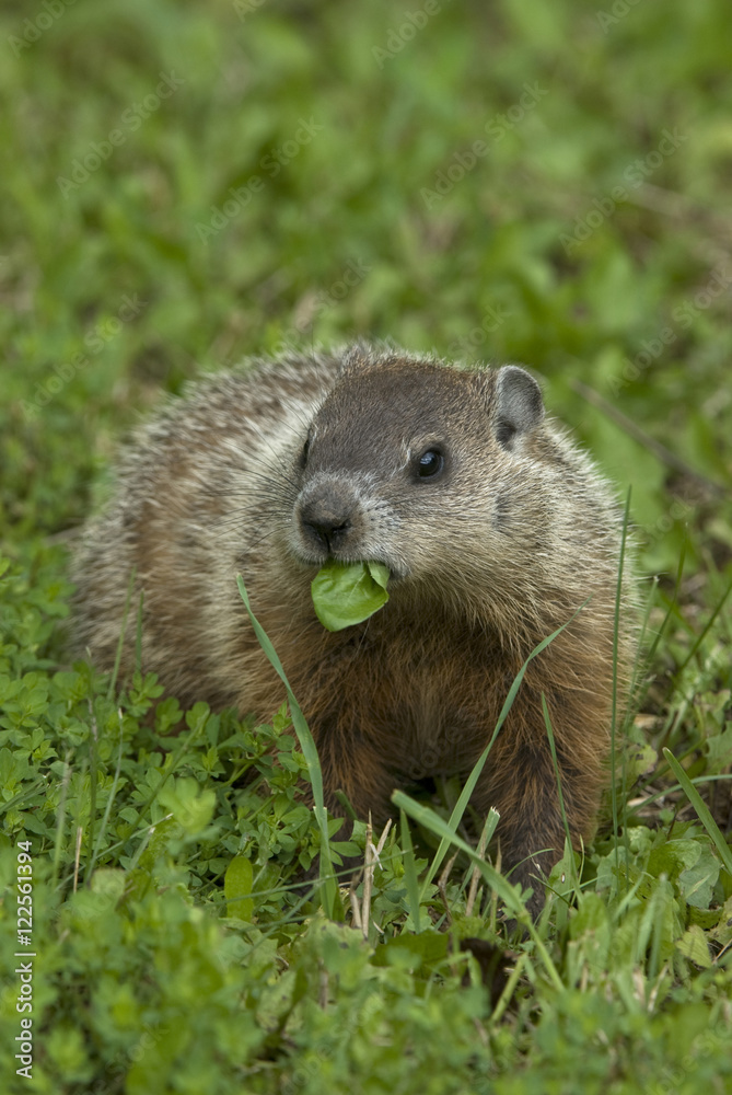Groundhog (Marmota monax) feeding in green summer meadow, Ontario, Canada Groundhog (Marmota monax) feeding in green summer meadow, Ontario, Canada