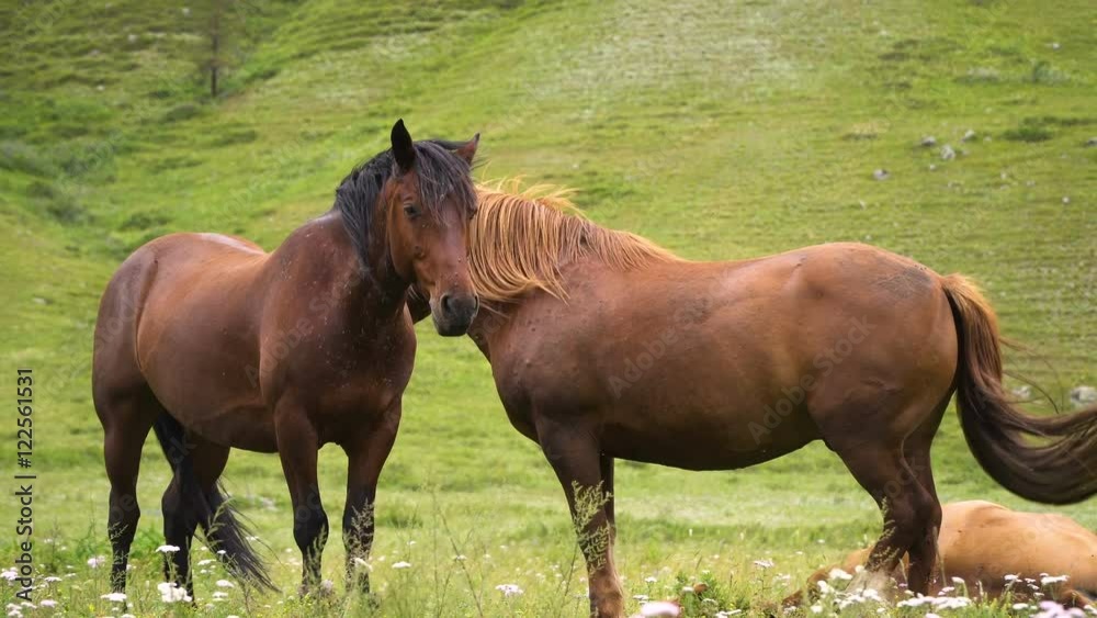Two bay horses on the grass. Against the backdrop of green mountains with herbs. Good background for ads or shampoo natural medicines Two bay horses on the grass. Against the backdrop of green mountains with herbs. Good background for ads or shampoo natural medicines