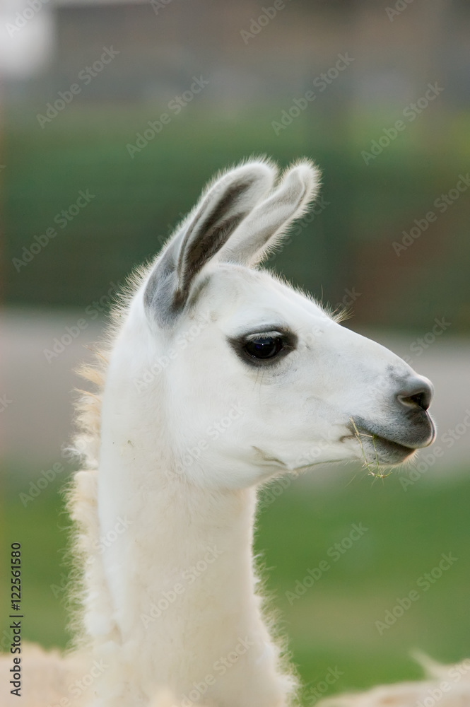Obraz premium Llama