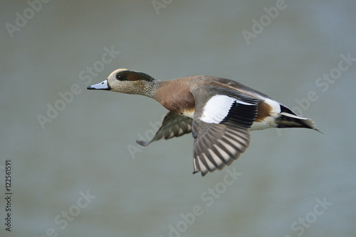 American Wigeon at Esquimalt Lagoon - Colwood BC photo