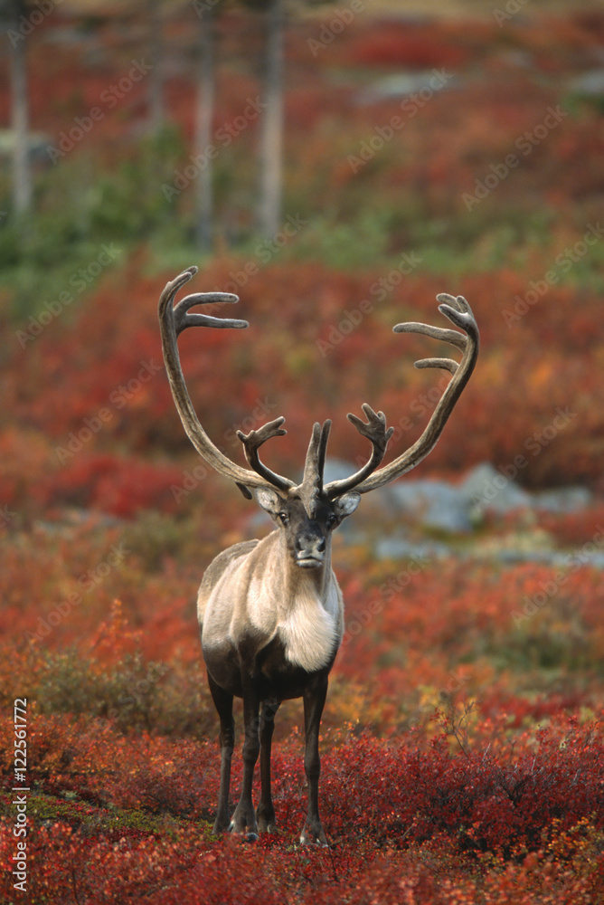 Barren-ground Caribou on autumn tundra, Rangifer tarandus groenlandicus ...
