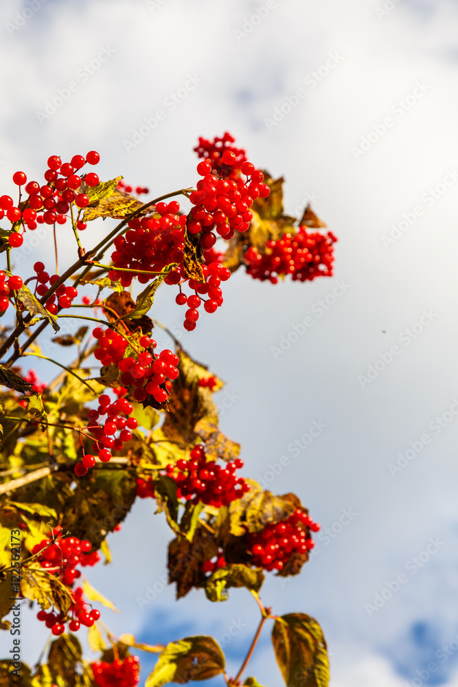 Bunches hang berries of viburnum on a background  yellow and g