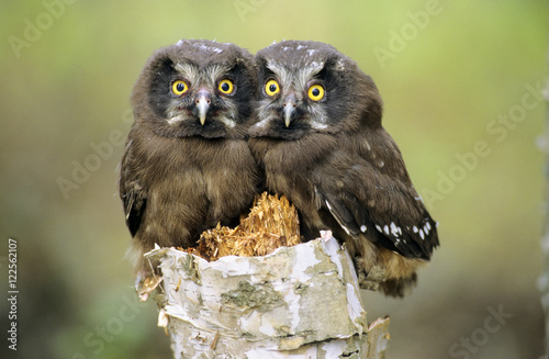 Boreal owl chicks cuddling on stump, Alberta, Canada