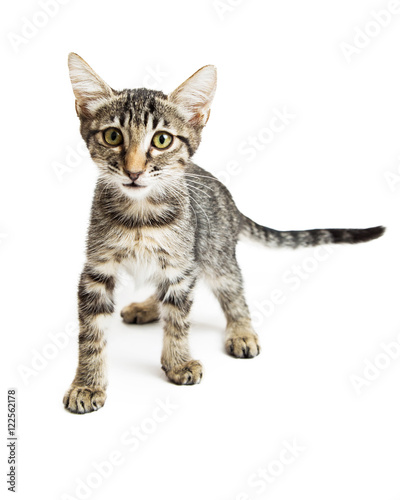 Little Tabby Kitten Walking Forward