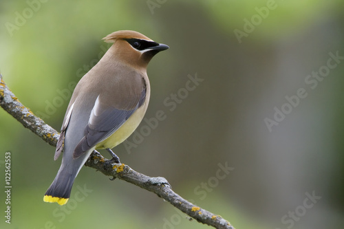Cedar Waxwing (Bombycilla cedrorum) perched on a branch in Manitoba, Canada.