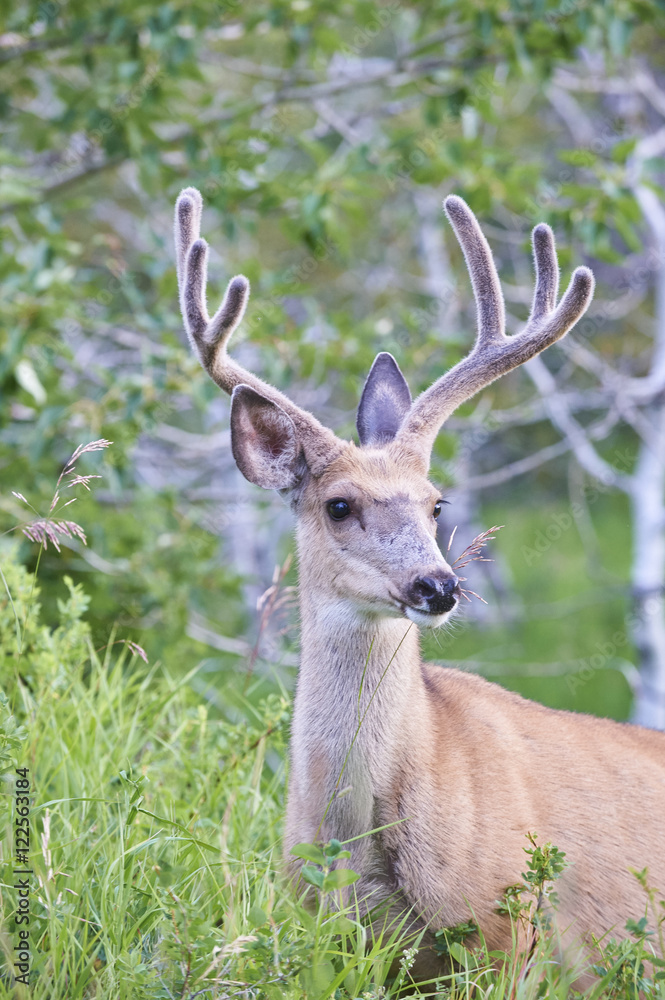 Mule Deer Buck, odocoileus hemionus in the Tall Grass, Velvet Antlers, Waterton Lakes National Park, Alberta, Canada Mule Deer Buck, odocoileus hemionus in the Tall Grass, Velvet Antlers, Waterton Lakes National Park, Alberta, Canada