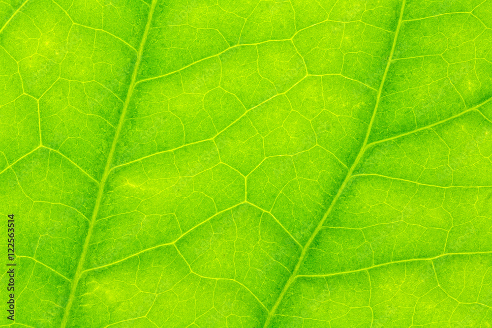 Leaf texture or leaf background for design with copy space for text or image. Leaf texture or leaf background for design with copy space for text or image.
