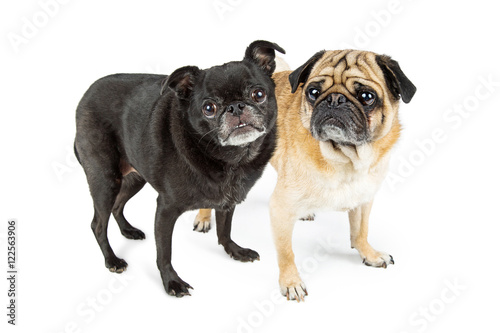 Black and Fawn Color Pugs