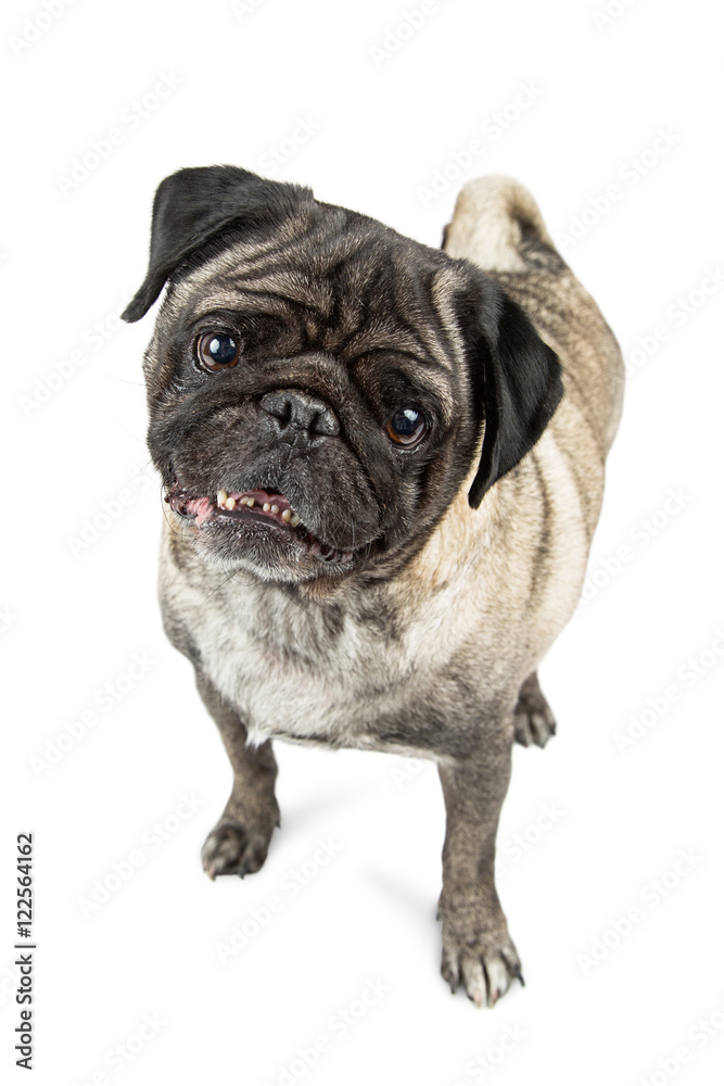 Obraz premium Curious Pug Dog Looking Into Camera