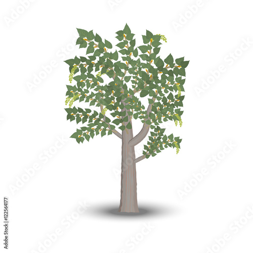poplar tree isolated on white background. Vector illustration.