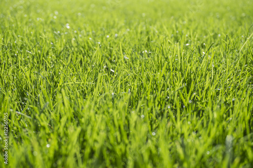 Background of bright green grass