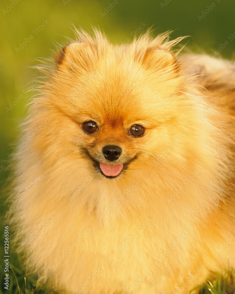 Pomeranian Dog Pomeranian Dog