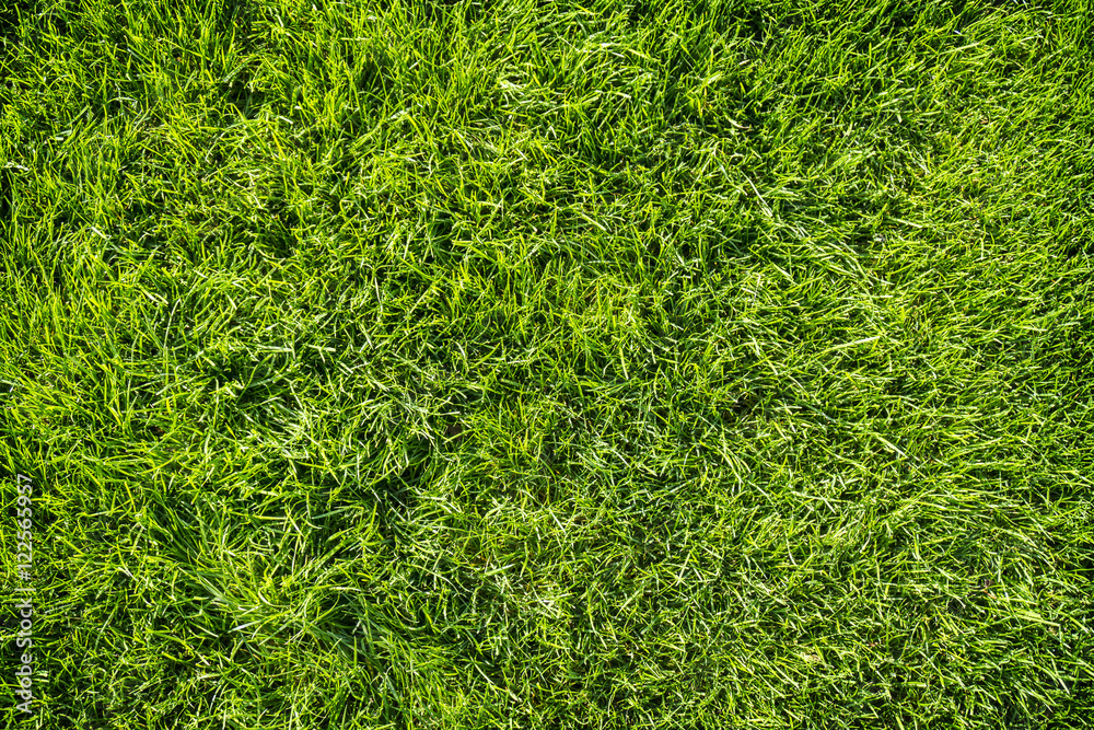 Fototapeta premium Background of bright green grass
